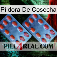 Píldora De Cosecha 05